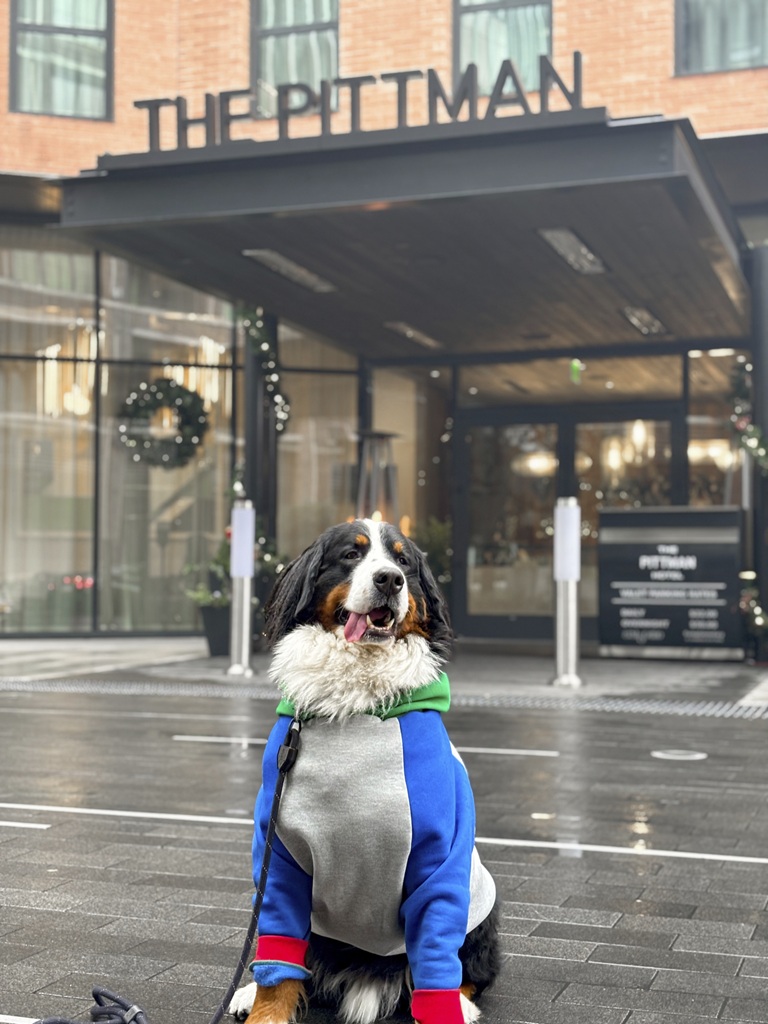 Dog-Friendly Hotels