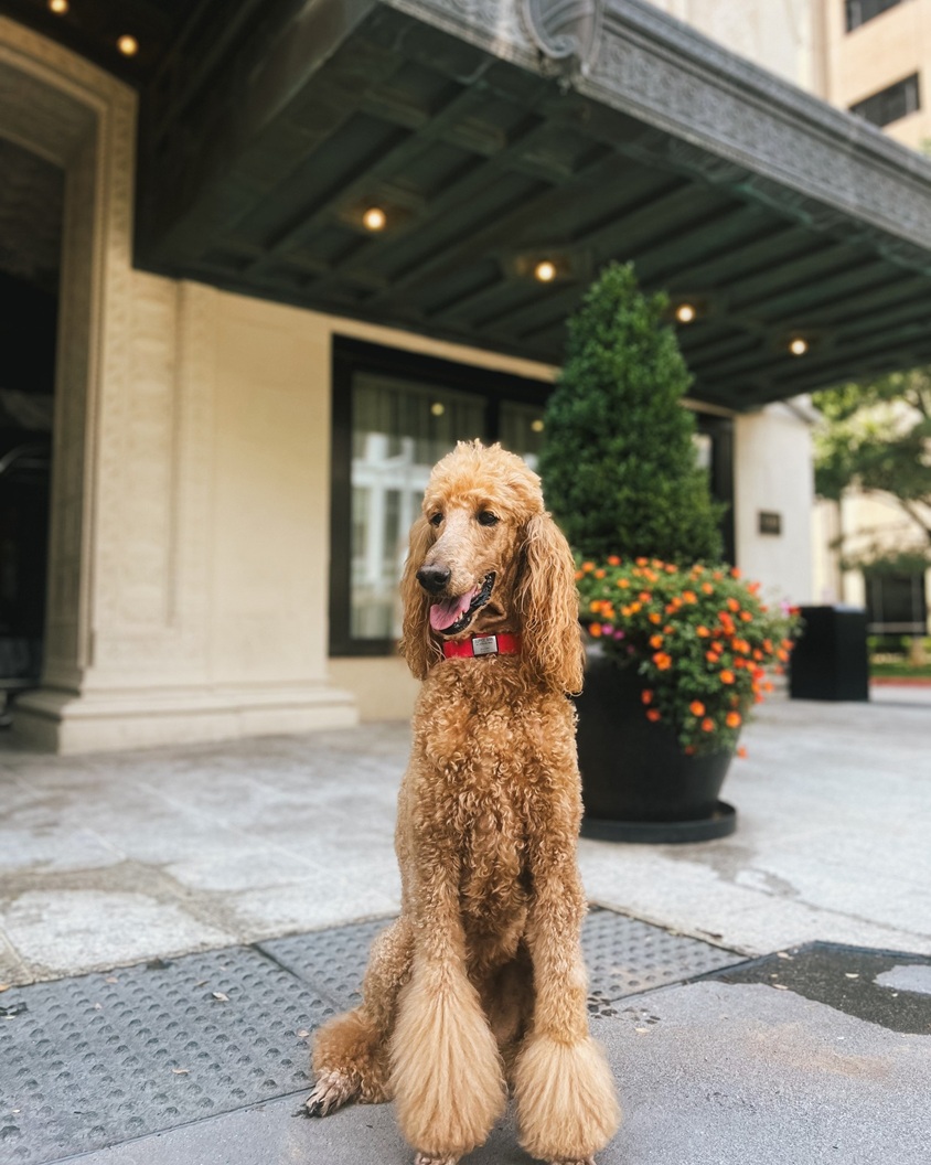 Dog-Friendly Hotels